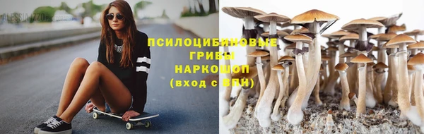 прущие грибы Каменск-Шахтинский